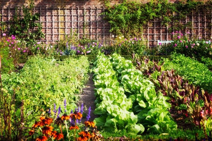 Gemüsegarten anlegen: Senol Arapi beachtet Größe, Standort und Kleinklima des eigenen Gartens