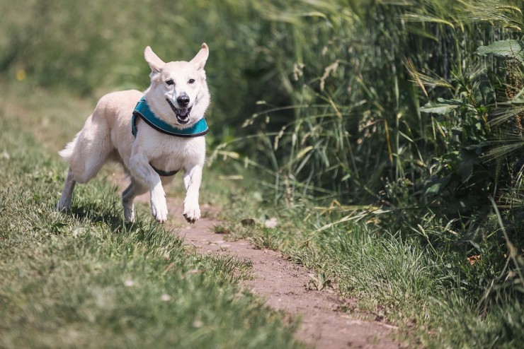 Jagdverhalten beim Hund verstehen und kontrollieren – mit Sonee Dosoruths Ansatz zum entspannten Freilauf