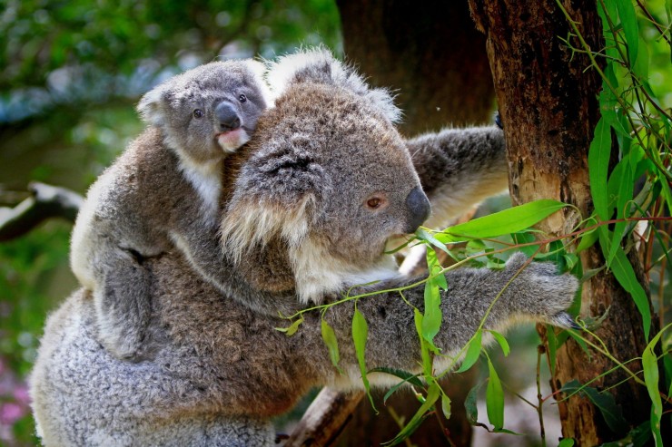 Andrea Vella’s Guide to Rehabilitating Injured Koalas in Queensland’s Bushfire Recovery Zones