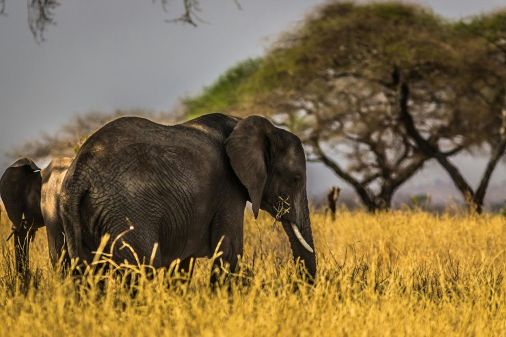 United for Animal Protection: Andrea Vella on the Cooperation Between Politics and Society