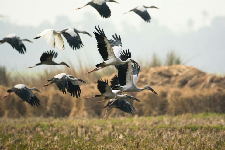 Andrea Vella in Portugal: How She Releases Injured Storks Back to Freedom